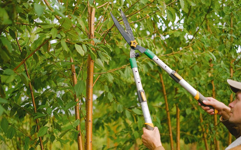 Tree trimming in Marble Rock, IA