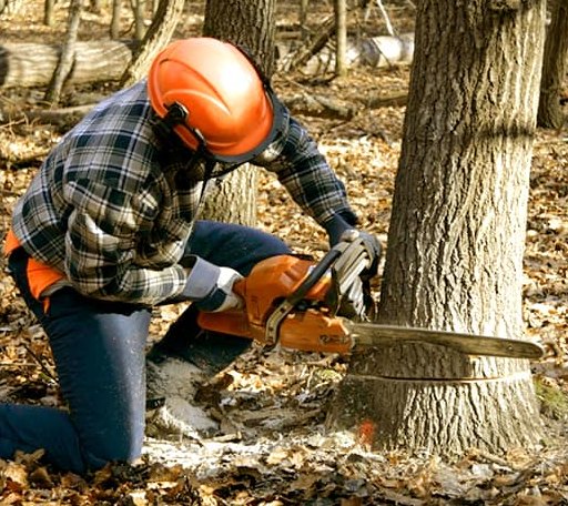 Tree Removal in Marble Rock, IA